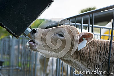 Young cute cow with head through fence sucks on fe