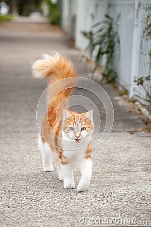 Young Cute Ginger and White Tabby Cat on the Footpath