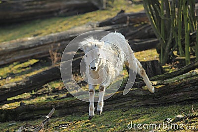 Young dall sheep