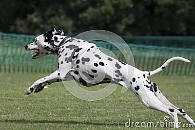 Young dalmatian running in field