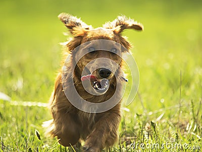 Young Daschund puppy dog running on a field.