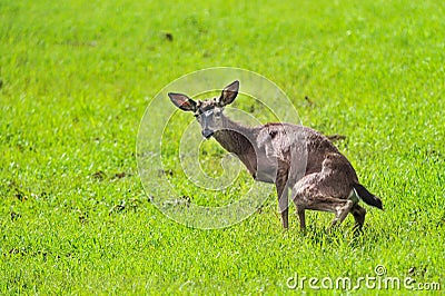 A young doe in a field urinating