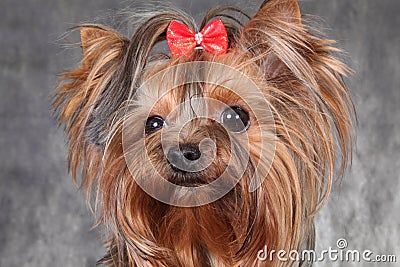 A young dog breed Yorkshire Terrier with a red bow