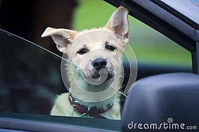 Young Dog in Car