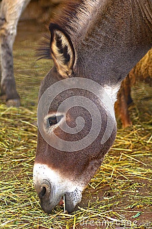 Young donkey head