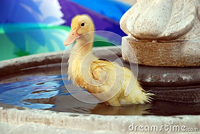 Young Duck in Water Fountain