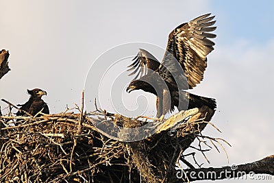 Young eagles in the nest