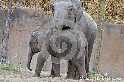 Young elephant and mother 6