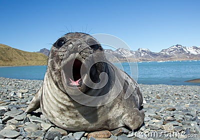 Young elephant seal