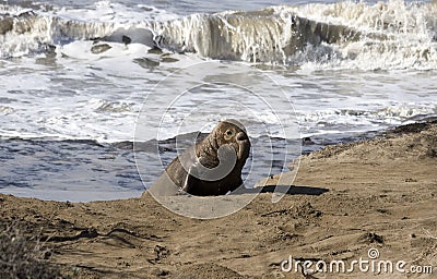 Young Elephant Seal coming out of the ocean