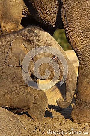 Young elephant sitting on the ground