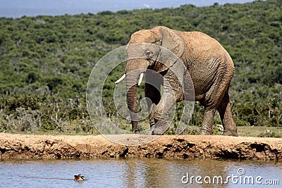 Young elephant walking to have a drink