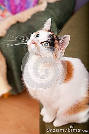 Young european cat with dark eyes