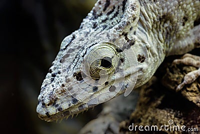 Young False Chameleon Stock Photo - Image: 44762867