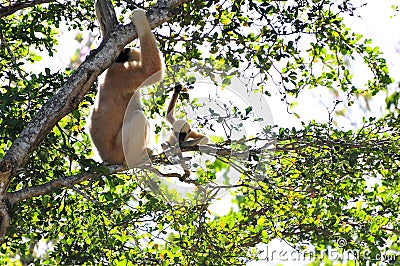 Young Gibbon monkey and mother