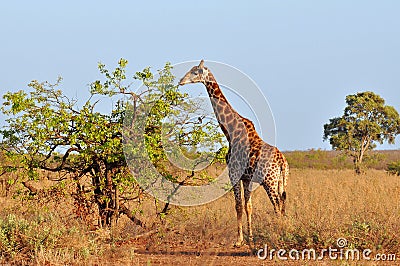 Young giraffe in morning sunshine