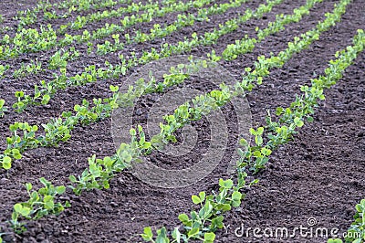 Young green peas