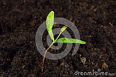 Young green plant in soil