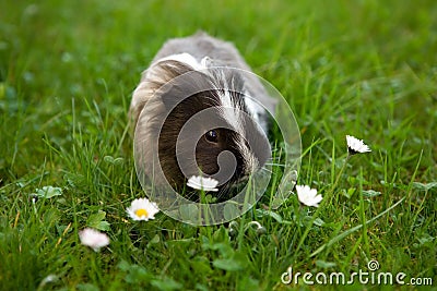 Young guinea pig