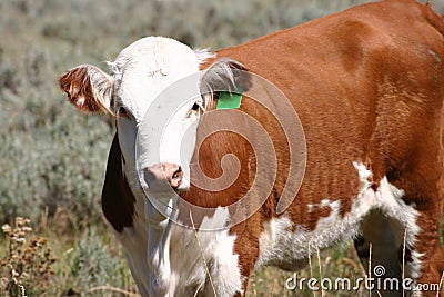 Young Hereford Cow