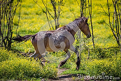 Young horse runs through field of yellow wildflowers