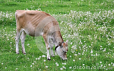 Young Jersey cow in a field with dandelions
