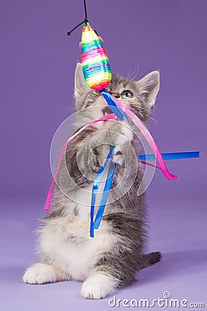 Young kitten playing with rainbow toy mouse