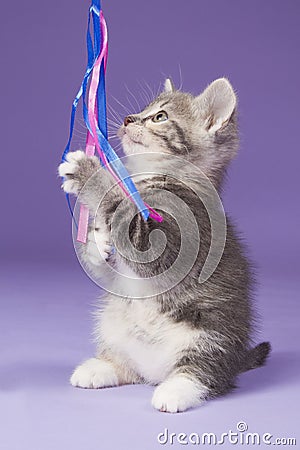 Young kitten playing with ribbon