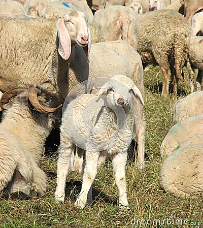 Young lamb in the midst of the large flock of sheep and goats