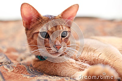 Young Light Brown Abyssinian Cat kitten