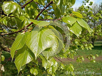 Young linden green foliage landscape