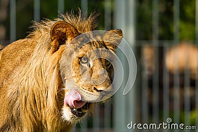 Young lion in chiangmai nightsafari chiangmai Thailand