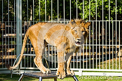 Young lion in chiangmai nightsafari chiangmai Thailand