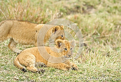 Young lion cub