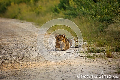 Young lion cub laying on road facing photographer