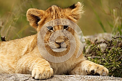 Young lion cub portrait