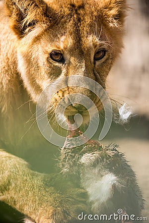 Young lion eating