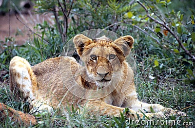 Young Lion in Kruger National Park