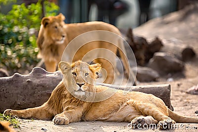 Young lion resting