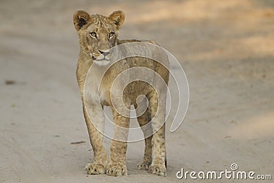Young Lion standing in the track