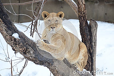 Young lion in tree