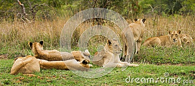 Young Lions in the Bush in South Africa