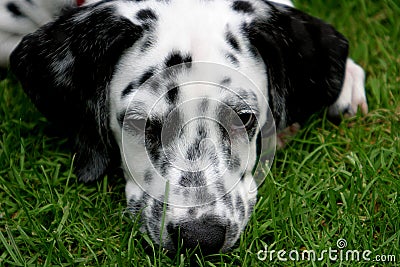Young lying dalmatian dog