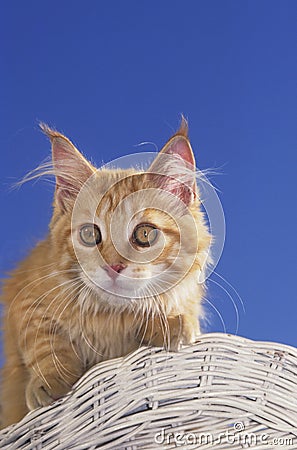 Young maine coon cat