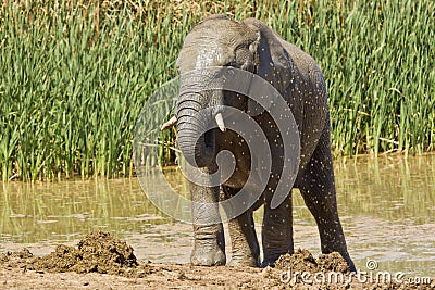 Young male elephant cooling off