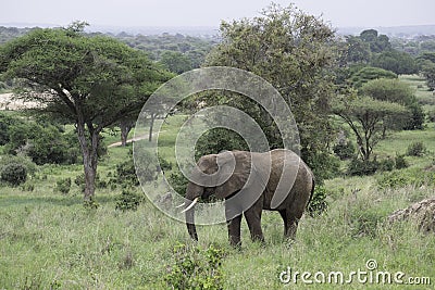 Young Male Elephant Grazing