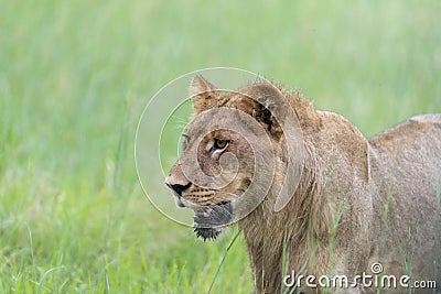 A young male lion in the morning