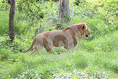 Young male lion walking in the grass