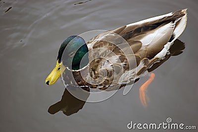 Young Mallard male duck closeup