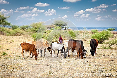 Young Masai herders and cattle , Tanzania , Africa.